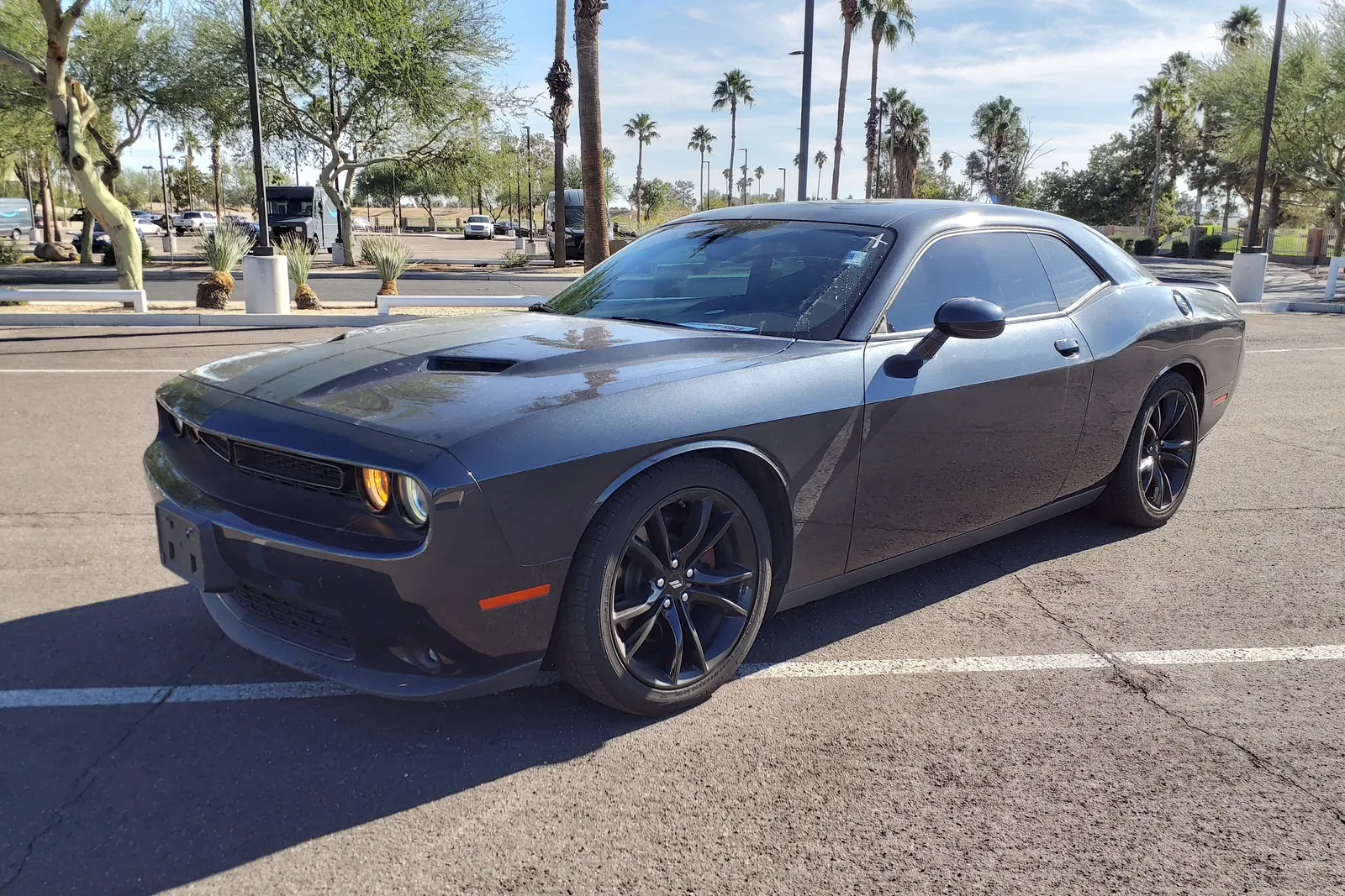 Grafitowy Dodge Challenger wśród palm